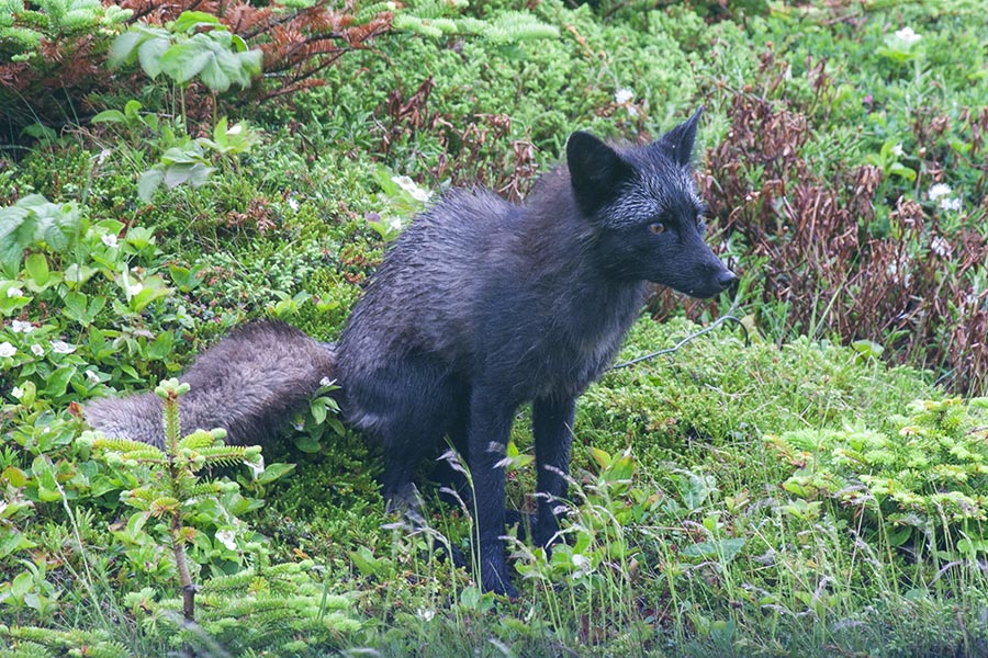 Black Fox